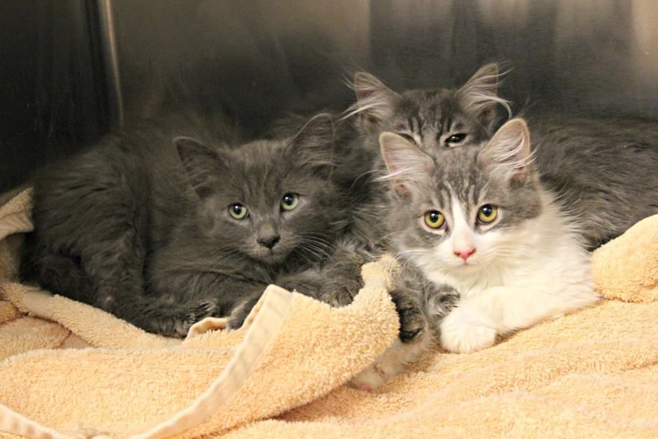 Featured image for “More than 50 cats rescued from a home in Tucson”